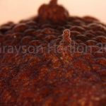Skin Close-ups of a Live Octopus rubescens Expressing its Skin Papillae