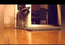 Ozzy Man Reviews: Raccoons