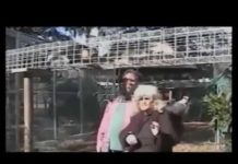 Amazing movies great funny animals