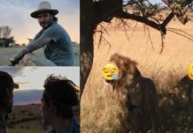 David Beckham Disturbed The Lion Lioness During his Safari Trip.