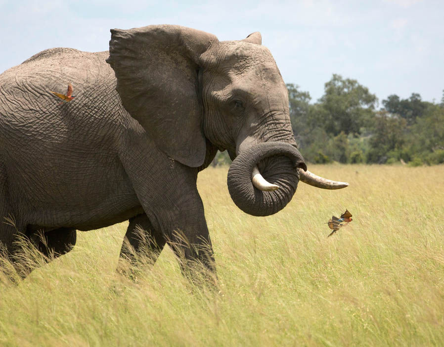 An African bull elephant swishes his trunk at the carmine bee-eaters following him through the grassland of Botswana