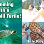 Sea Turtle Conservation! (Baby Turtles!)| Maddie Moate