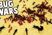 RED ANTS vs BLACK ANTS! HUGE Ant Surface INVASION (Empires of the Undergrowth Part 2 Gameplay)