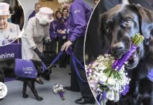 Funny Moment The Queen Took a Bunch of Flowers from The Dog as She Visit to Canine Partners