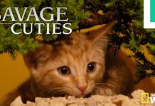Puppies & Kittens Recreate ‘Savage Kingdom: Uprising’ Episode 4