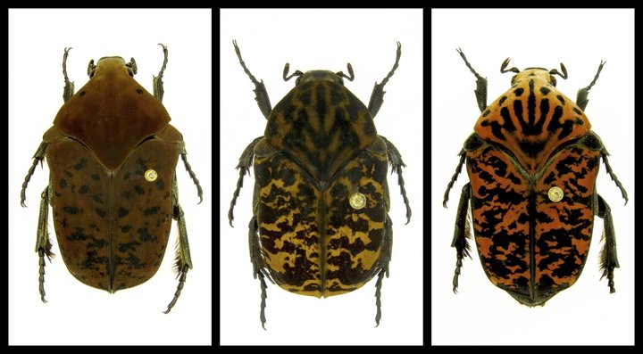 From the left are newly named beetles Gymnetis drogoni, Gymnetis rhaegali and Gymnetis viserioni, all from South America.&nbs