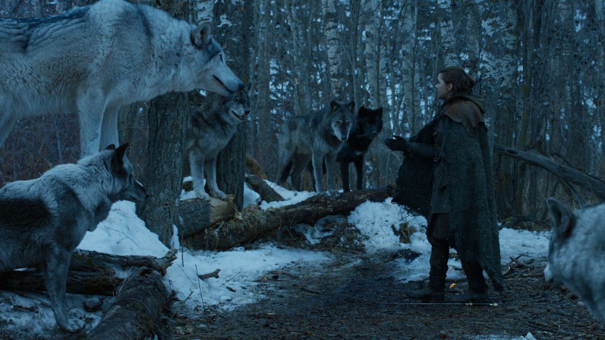 Nymeria knows that the lone wolf dies, but the pack survives