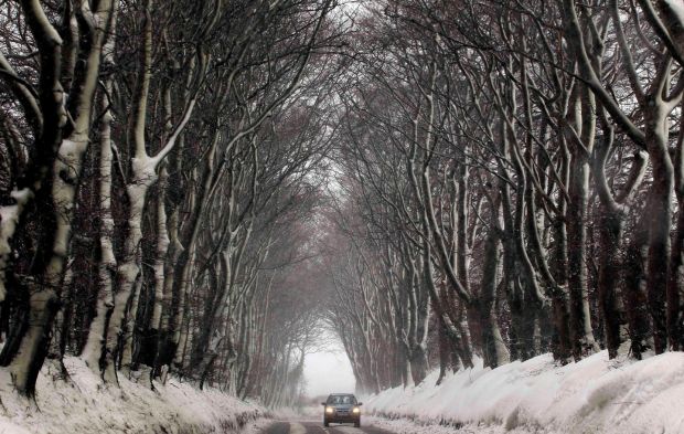 A motorist drives past snow covered trees near Dundrod in Co Antrim today. Photograph: Cathal McNaughton/Reuters