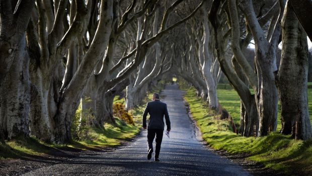 The Dark Hedges in Co Antrim. The road through the tourist attraction could be closed to traffic permanently over fears for the future of the trees. File photograph: Charles McQuillan/Getty Images