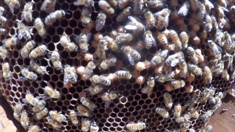 2 queens killed atop Marquette Engineering Hall, leaving bee colony in jeopardy