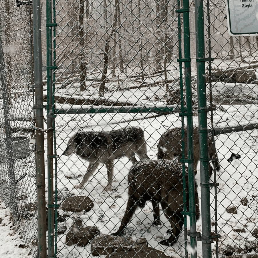 lakota wolves