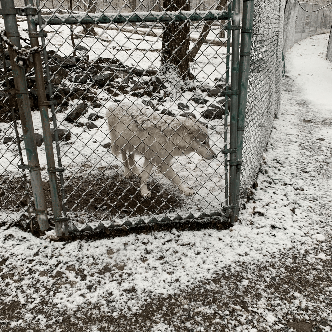 wolves lakota