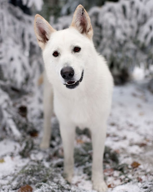 Game of Thrones: A young direwolf