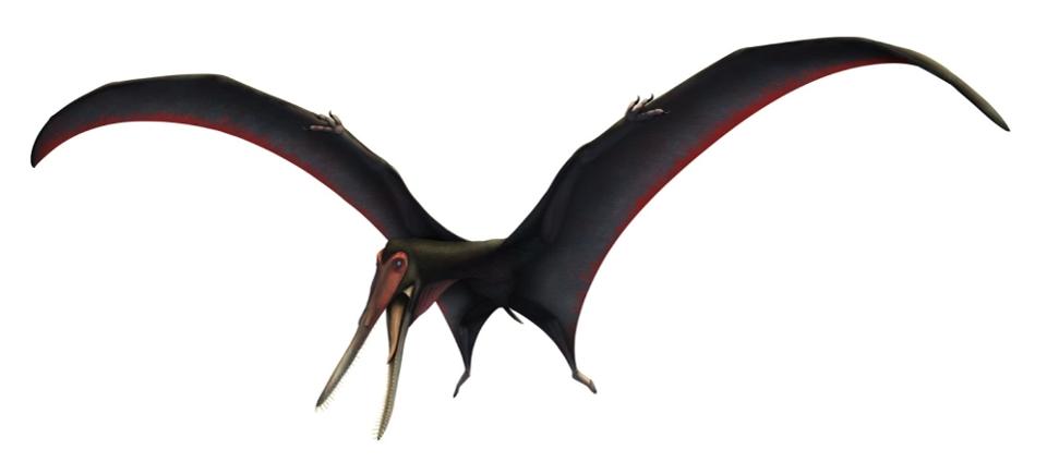 Illustration of the new described pterosaur species Targaryendraco wiedenrothi by Vítor Silva, from Pêgas et al. 2019. 