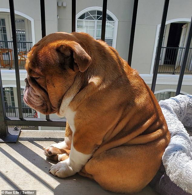 Heartbreaking: Rashida Ellis, 38, from Atlanta, Georgia, took to Twitter on Tuesday to post a snapshot of her three-year-old dog Big Poppa looking sad