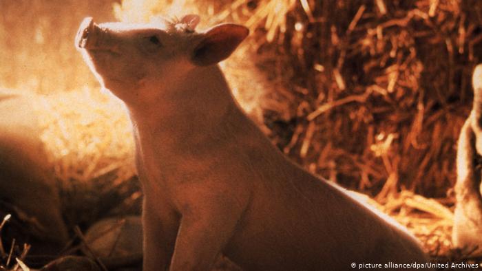 Ein Schweinchen namens Babe (picture alliance/dpa/United Archives)