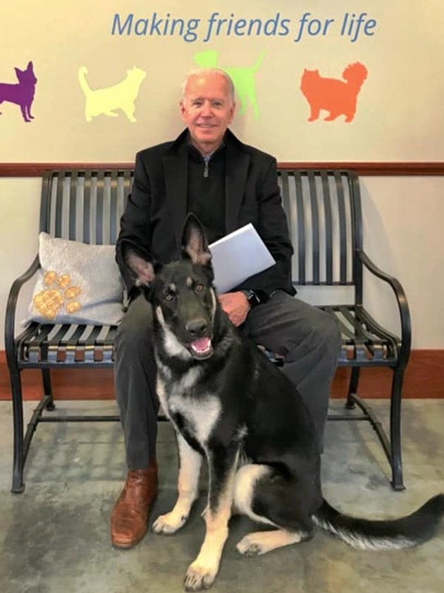 First dogs Major and Champ with Joe Biden.