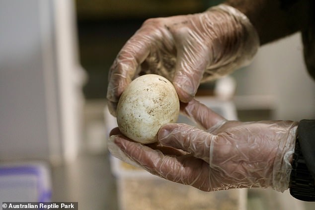 Keepers were able to retrieve all 15 eggs (pictured) and move them to an incubator