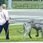 Woman spotted walking Game of Thrones direwolf down the street