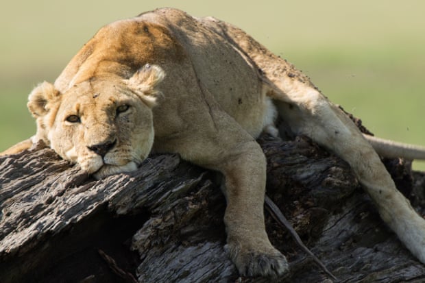 A lion basking on a rock