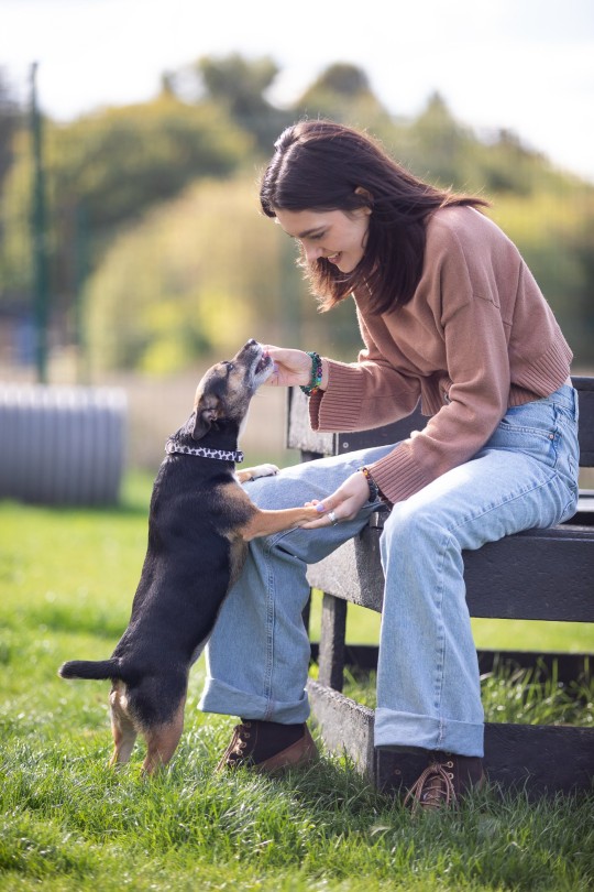 Undated handout photo of Emily Carey giving a treat to 7-year-old dog Tilly, during her visit to the Blue Cross rehoming centre in Kimpton, Hertfordshire. Issue date: Tuesday October 11, 2022. PA Photo. The House Of The Dragon star, met animals and staff at the centre, speaking to them about the work they do for the Blue Cross, a national animal charity which is celebrating its 125th anniversary this year and provides care for sick, injured and homeless pets. See PA story ANIMALS Carey. Photo credit should read: Nigel Davies/PA Wire NOTE TO EDITORS: This handout photo may only be used in for editorial reporting purposes for the contemporaneous illustration of events, things or the people in the image or facts mentioned in the caption. Reuse of the picture may require further permission from the copyright holder.