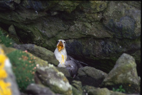 Fulmar Ejecting Oil in Defence