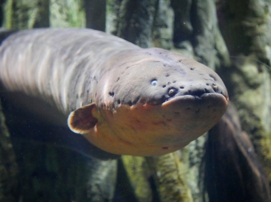 An electric eel in an aquarium