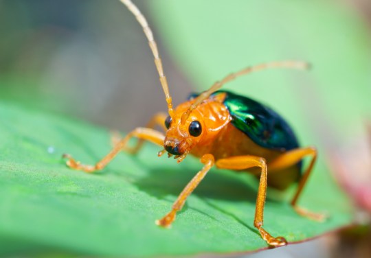 Bombardier Beetle on a leaf