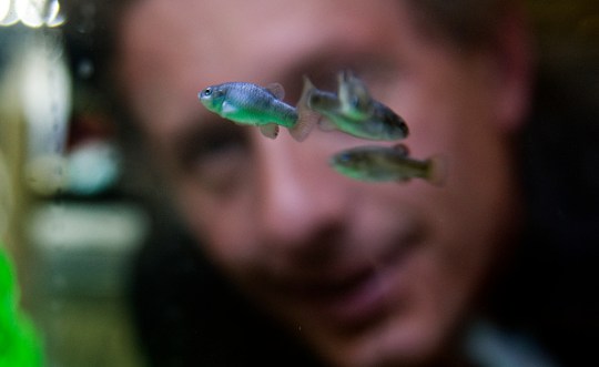The critically endangered Devil's Hole pupfish
